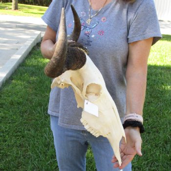 African Blue Wildebeest Skull with 20" Horn Spread - $85