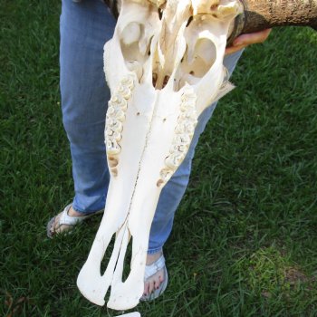 African Blue Wildebeest Skull with 20" Horn Spread - $85