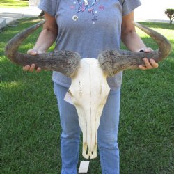 African Blue Wildebeest Skull with Huge 27" Horn Spread - $100