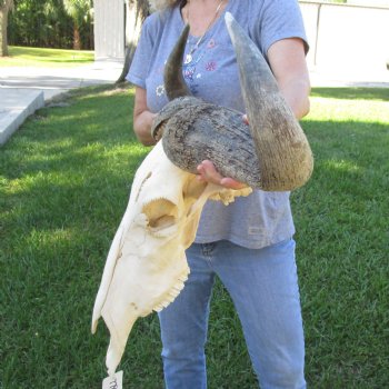 African Blue Wildebeest Skull with Huge 27" Horn Spread - $100