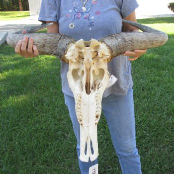 African Blue Wildebeest Skull with Huge 27" Horn Spread - $100