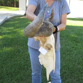 African Blue Wildebeest Skull with Huge 27" Horn Spread - $100