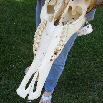 African Blue Wildebeest Skull with Huge 27" Horn Spread - $100