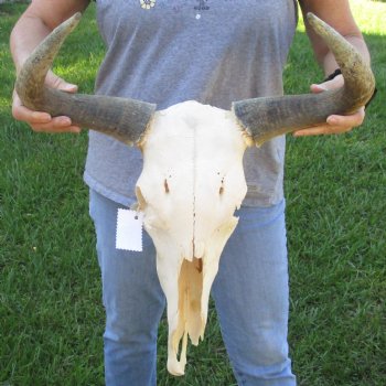 C-Grade African Blue Wildebeest Skull with 19" Horn Spread - $50