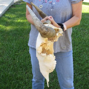 C-Grade African Blue Wildebeest Skull with 19" Horn Spread - $50