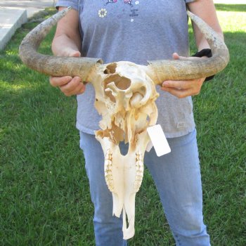 C-Grade African Blue Wildebeest Skull with 19" Horn Spread - $50