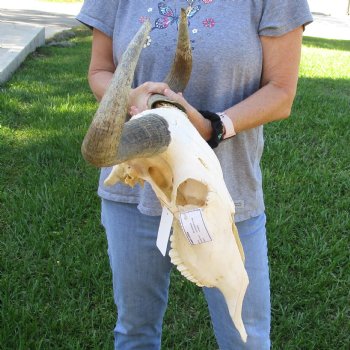 C-Grade African Blue Wildebeest Skull with 19" Horn Spread - $50