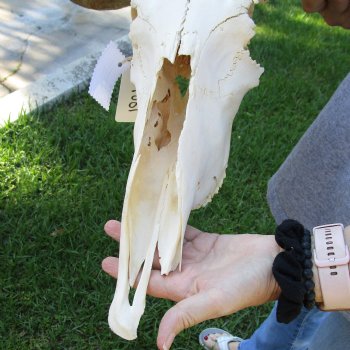 C-Grade African Blue Wildebeest Skull with 19" Horn Spread - $50