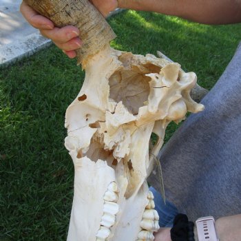 C-Grade African Blue Wildebeest Skull with 19" Horn Spread - $50