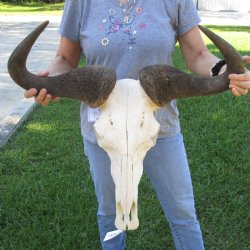 African Blue Wildebeest Skull with Huge 26" Horn Spread - $100