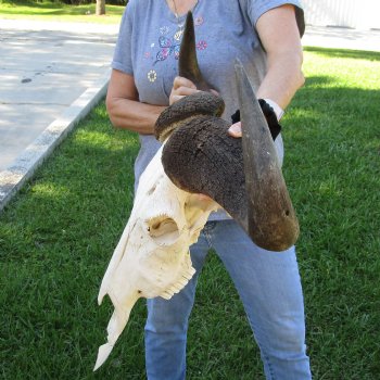 African Blue Wildebeest Skull with Huge 26" Horn Spread - $100