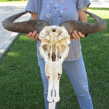 African Blue Wildebeest Skull with Huge 26" Horn Spread - $100