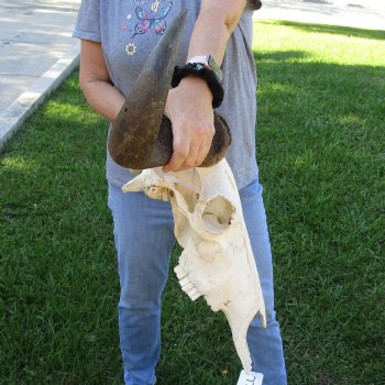 African Blue Wildebeest Skull with Huge 26" Horn Spread - $100