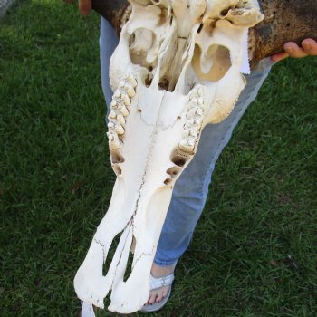 African Blue Wildebeest Skull with Huge 26" Horn Spread - $100