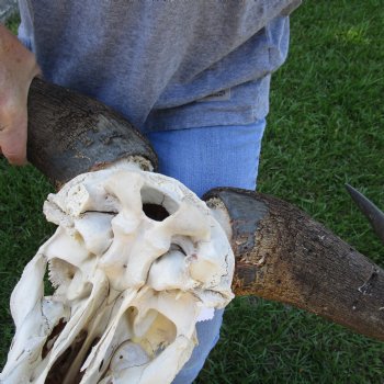 African Blue Wildebeest Skull with Huge 26" Horn Spread - $100