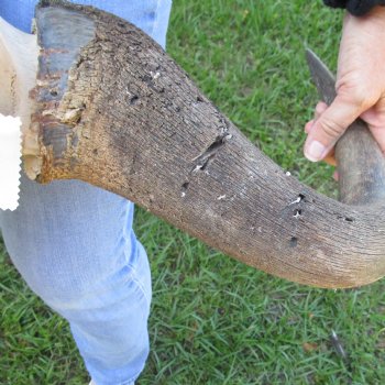 African Blue Wildebeest Skull with Huge 26" Horn Spread - $100