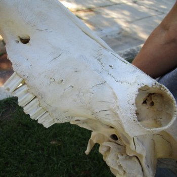 African Blue Wildebeest Skull with Huge 26" Horn Spread - $100