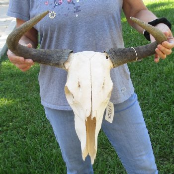 C-Grade African Blue Wildebeest Skull with 19" Horn Spread - $50