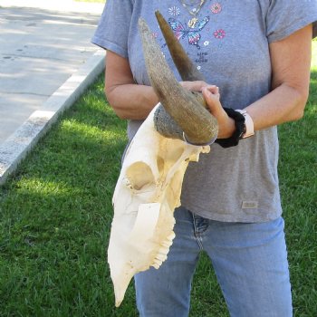 C-Grade African Blue Wildebeest Skull with 19" Horn Spread - $50