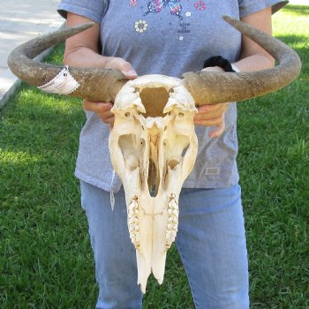 C-Grade African Blue Wildebeest Skull with 19" Horn Spread - $50