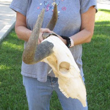 C-Grade African Blue Wildebeest Skull with 19" Horn Spread - $50