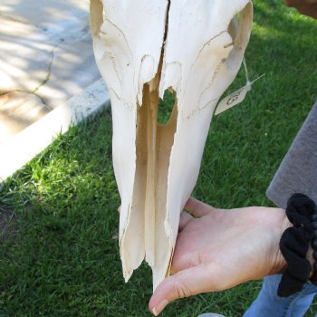 C-Grade African Blue Wildebeest Skull with 19" Horn Spread - $50