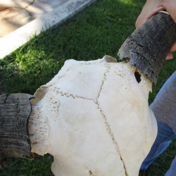 C-Grade African Blue Wildebeest Skull with 19" Horn Spread - $50