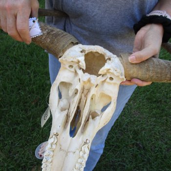 C-Grade African Blue Wildebeest Skull with 19" Horn Spread - $50