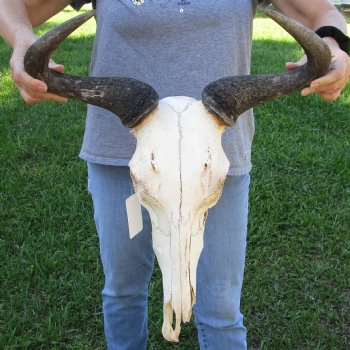 B-Grade African Blue Wildebeest Skull with 19" Horn Spread - $60