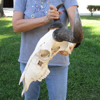 B-Grade African Blue Wildebeest Skull with 19" Horn Spread - $60