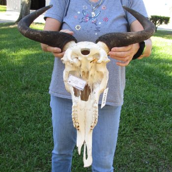 B-Grade African Blue Wildebeest Skull with 19" Horn Spread - $60