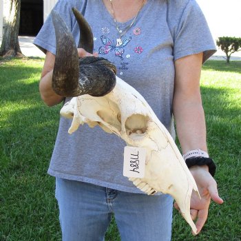 B-Grade African Blue Wildebeest Skull with 19" Horn Spread - $60