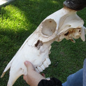 B-Grade African Blue Wildebeest Skull with 19" Horn Spread - $60