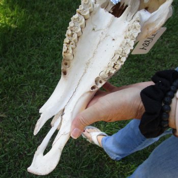 B-Grade African Blue Wildebeest Skull with 19" Horn Spread - $60