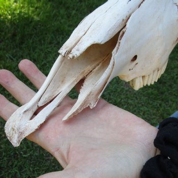 B-Grade African Blue Wildebeest Skull with 19" Horn Spread - $60