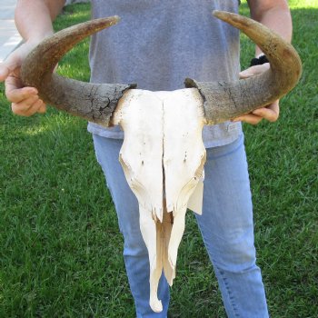 C-Grade African Blue Wildebeest Skull with 18" Horn Spread - $50