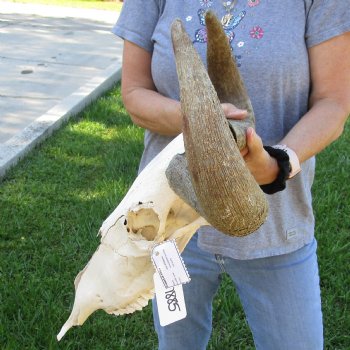 C-Grade African Blue Wildebeest Skull with 18" Horn Spread - $50