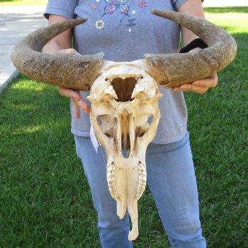 C-Grade African Blue Wildebeest Skull with 18" Horn Spread - $50