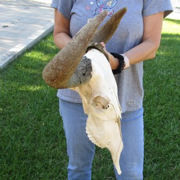 C-Grade African Blue Wildebeest Skull with 18" Horn Spread - $50