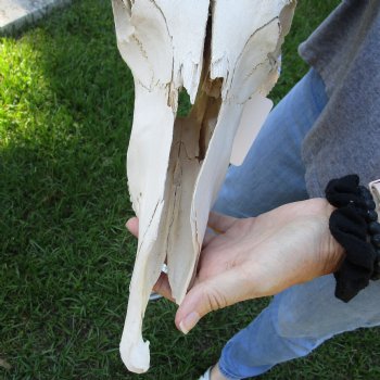 C-Grade African Blue Wildebeest Skull with 18" Horn Spread - $50