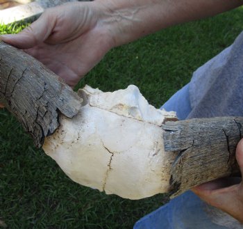 C-Grade African Blue Wildebeest Skull with 18" Horn Spread - $50