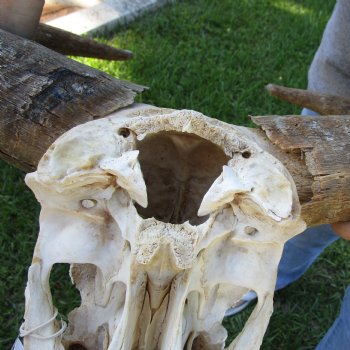 C-Grade African Blue Wildebeest Skull with 18" Horn Spread - $50