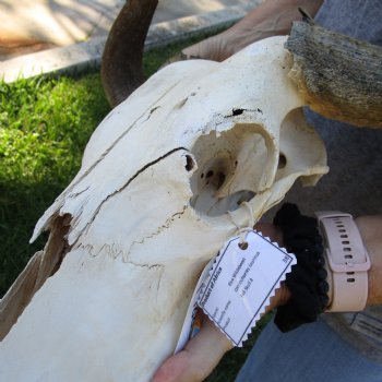 C-Grade African Blue Wildebeest Skull with 18" Horn Spread - $50