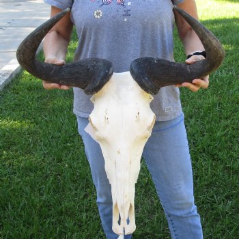 African Blue Wildebeest Skull with 23" Horn Spread - $95