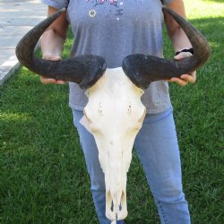 African Blue Wildebeest Skull with 23" Horn Spread - $95