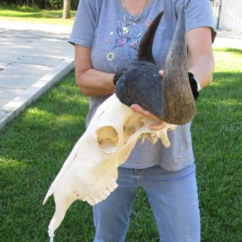 African Blue Wildebeest Skull with 23" Horn Spread - $95