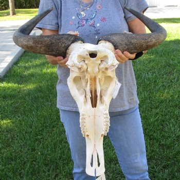 African Blue Wildebeest Skull with 23" Horn Spread - $95