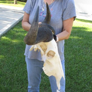 African Blue Wildebeest Skull with 23" Horn Spread - $95