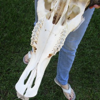 African Blue Wildebeest Skull with 23" Horn Spread - $95