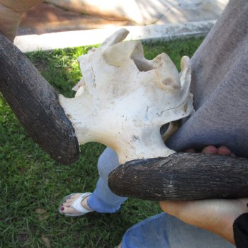 African Blue Wildebeest Skull with 23" Horn Spread - $95